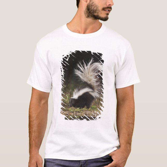 T-shirt Stried Skunk, Mephitis mephitis (Devant)