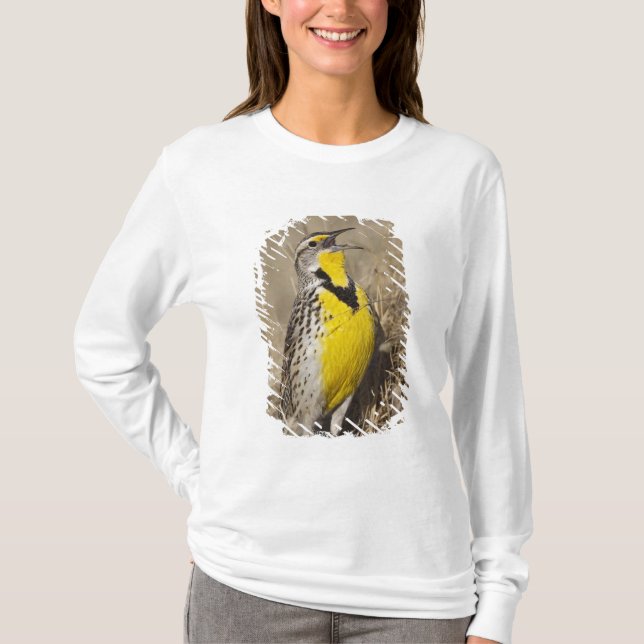 T-shirt Sturnelle de l'Ouest (Strunella neglecta) (Devant)