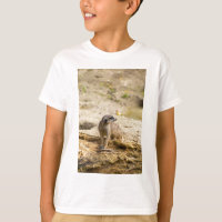 Suricate