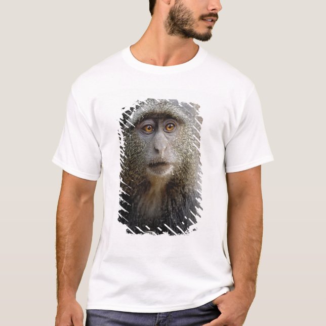 T-shirt Sykes ou singe bleu, Cercopithecus mitis, (Devant)