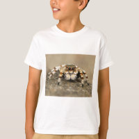 Tarantula Jumping Bird Spider fantastiques accesso