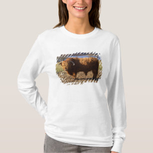 T-shirt Taureau Highland Cattle, Écosse