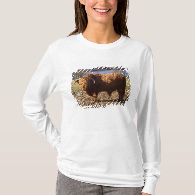 T-shirt Taureau Highland Cattle, Écosse (Devant)