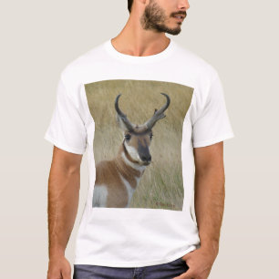 T-shirt Tête de Pronghorn Antilope mâle A5