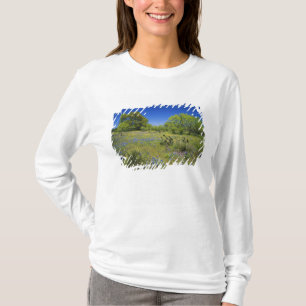 T-shirt Texas, Texas Hill Country, Low bladderpod,