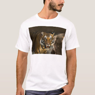 T-shirt Tigre de Sibérie