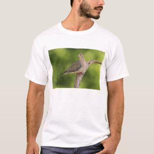 T-shirt Tourterelle triste, Zenaida macroura
