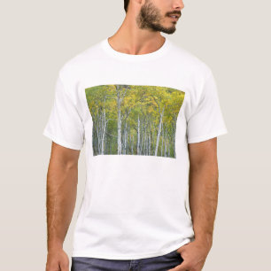 T-shirt Trembles d'automne dans le col McClure au Colorado