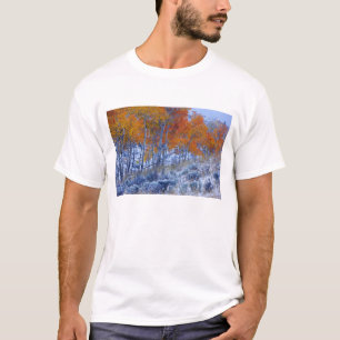 T-shirt Trembles en couleurs d'automne, Montagnes Bighorn,