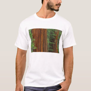 T-shirt troncs de Séquoia géant en forêt, Yosemite