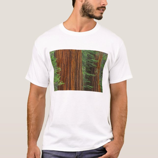T-shirt troncs de Séquoia géant en forêt, Yosemite (Devant)
