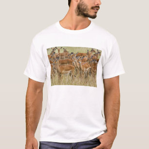 T-shirt Troupeau d'impalas femelles, Masai Mara, Kenya.