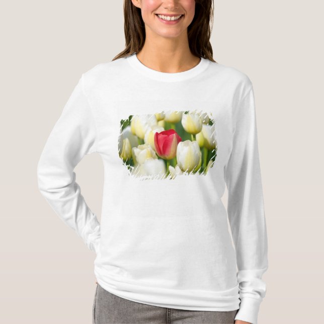 T-shirt Tulipe rouge dans un domaine des tulipes blanches (Devant)