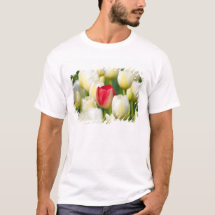 T-shirt Tulipe rouge dans un domaine des tulipes blanches