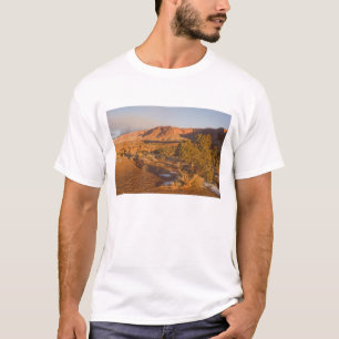 T-shirt Un arbre de l'Utah Juniper Juniperus osteosperma) 