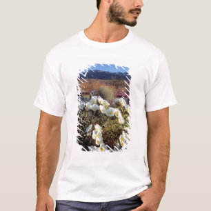 T-shirt USA, Californie, Anza-Borrego DSP. Dune soirée 2