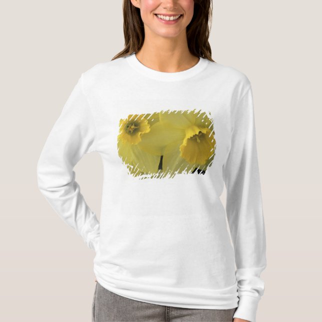 T-shirt USA, Utah, Cache Valley Daffodils (Devant)