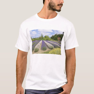 T-shirt USA, WA, Sequim, Purple Haze Lavender Farm