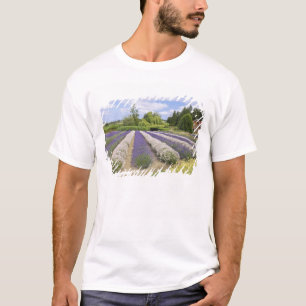 T-shirt USA, WA, Sequim, Purple Haze Lavender Farm