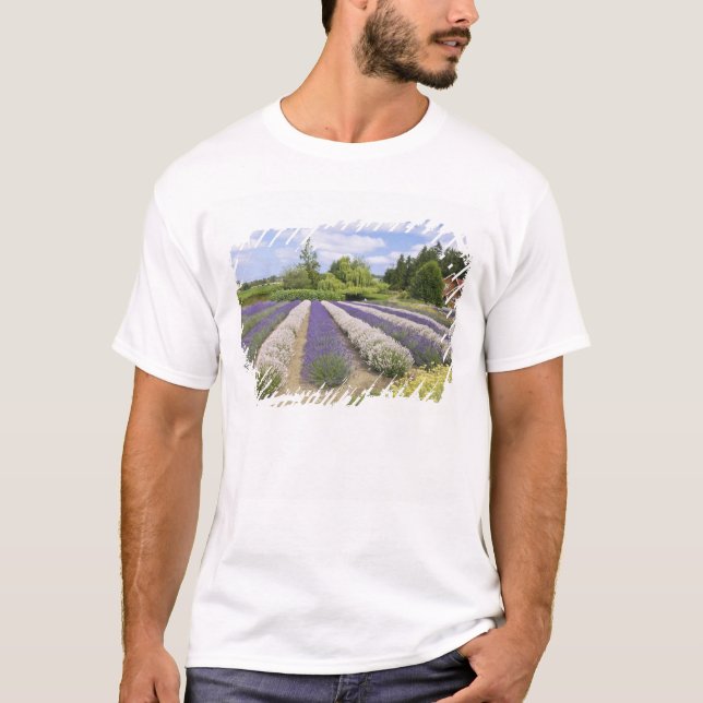 T-shirt USA, WA, Sequim, Purple Haze Lavender Farm (Devant)