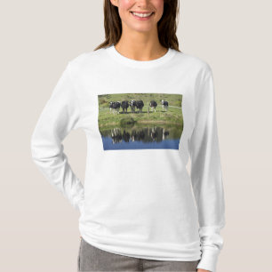 T-shirt Vaches réfléchies dans le canal, Henley, Taieri Pl