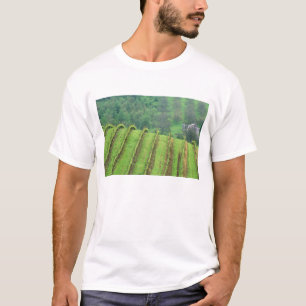 T-shirt Vignobles de raisin près de Newberg Oregon