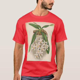 T-shirt Vintage Orchid Print Sarcochilus unguiculatus 1887