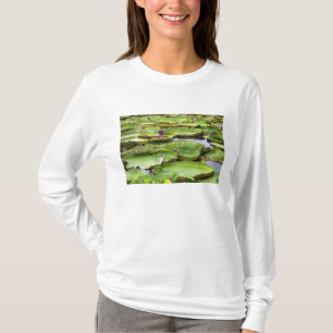 T-shirt Vitoria Regis, nénuphars géants dans l'Amazone