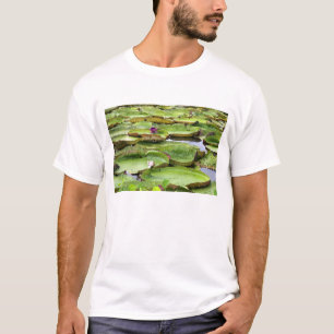 T-shirt Vitoria Regis, nénuphars géants dans l'Amazone