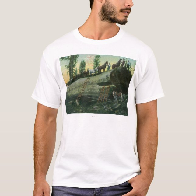 T-shirt Vue d'une équipe de notation sur un séquoia tombé (Devant)