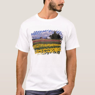 T-shirt WA, Skagit Valley, Skagit Valley Tulip