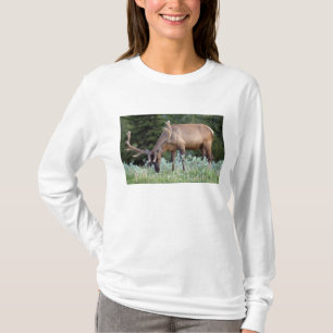 T-shirt Wapiti mâle avec bois en velours se nourrissant