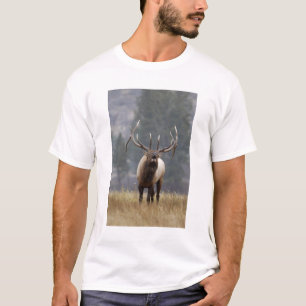 T-shirt Wapiti mâle bramant, Parc national de Yellowstone,