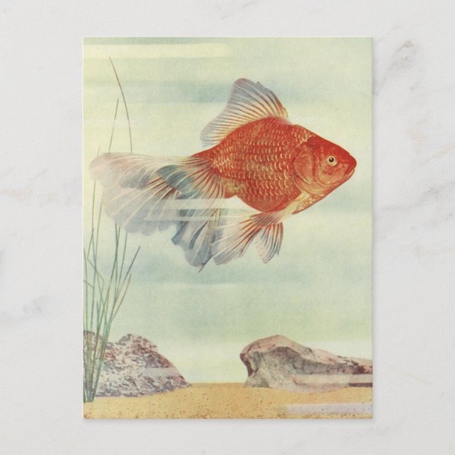 T-shirts, cartes & cadeaux de poisson d'or ! (Devant)