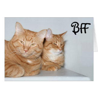 Tabbies orange BFF