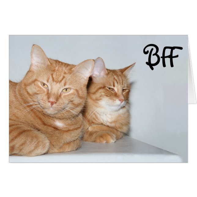 Tabbies orange BFF (Devant horizontal)