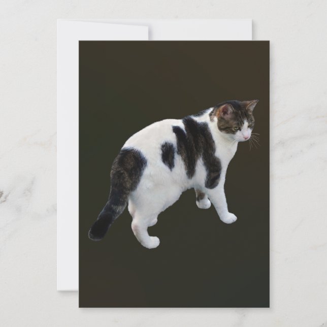 Tabby Blanc Avec Patches Sombres (Devant)