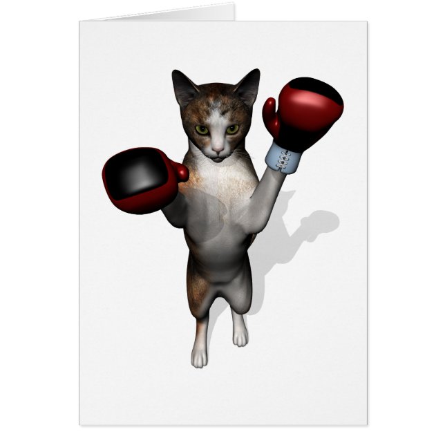 Tabby Boxer (Devant)