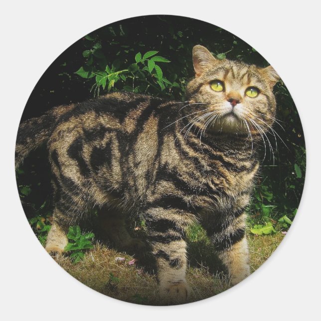 Tabby Brown - British Shorthair cat sticker (Devant)