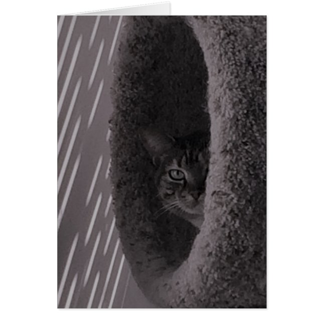 Tabby Cat (Devant)