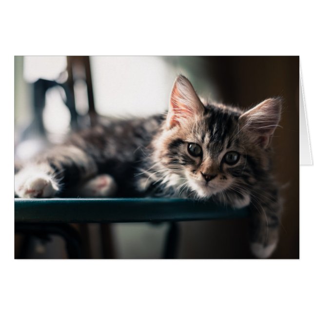 Tabby Cat 2 (Devant horizontal)