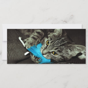 Tabby Cat avec plume par Shirley Taylor