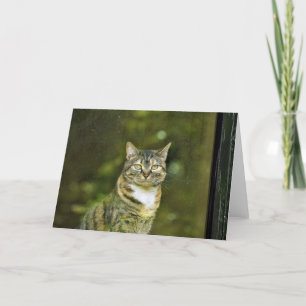 Tabby Cat, carte