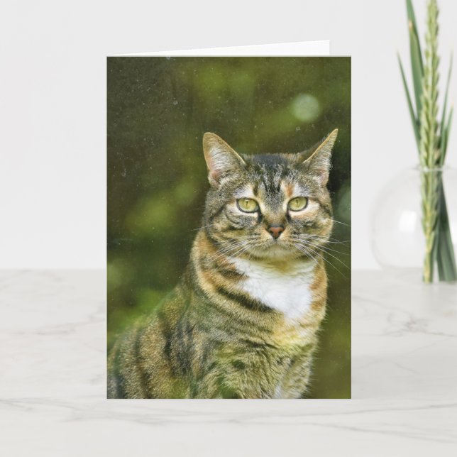 Tabby Cat, carte (Devant)