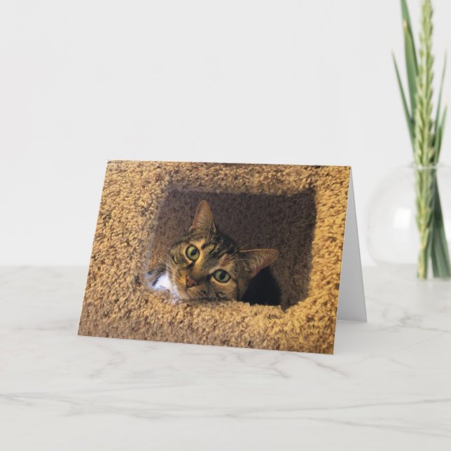 Tabby Cat, carte (Devant)