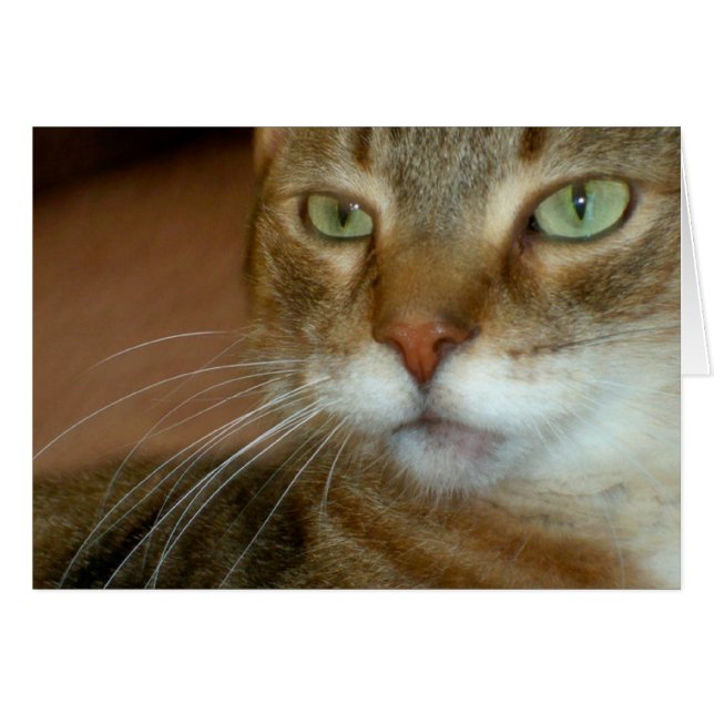 Tabby Cat Love (Devant horizontal)