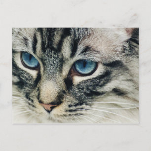 Tabby Chat avec Blue Eyes Carte postale