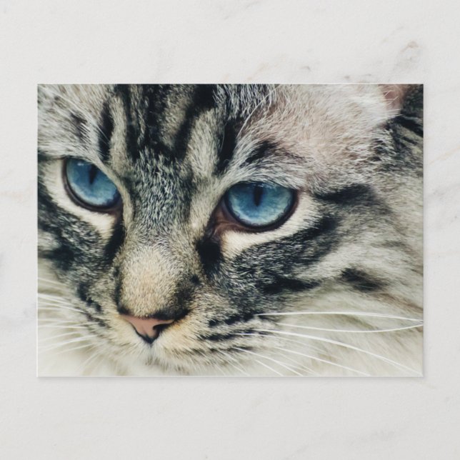 Tabby Chat avec Blue Eyes Carte postale (Devant)