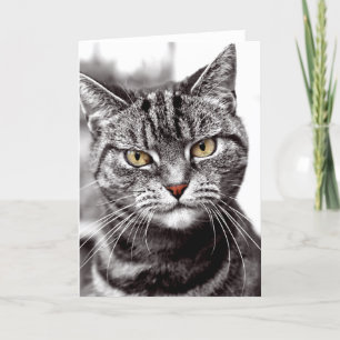 Tabby Chat Avec Carte D'Attitude
