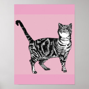 Tabby Chat Chat Tabby Tabby Pins Rose Cute Poster
